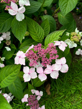 Load image into Gallery viewer, Custom Pressed Flower Frame