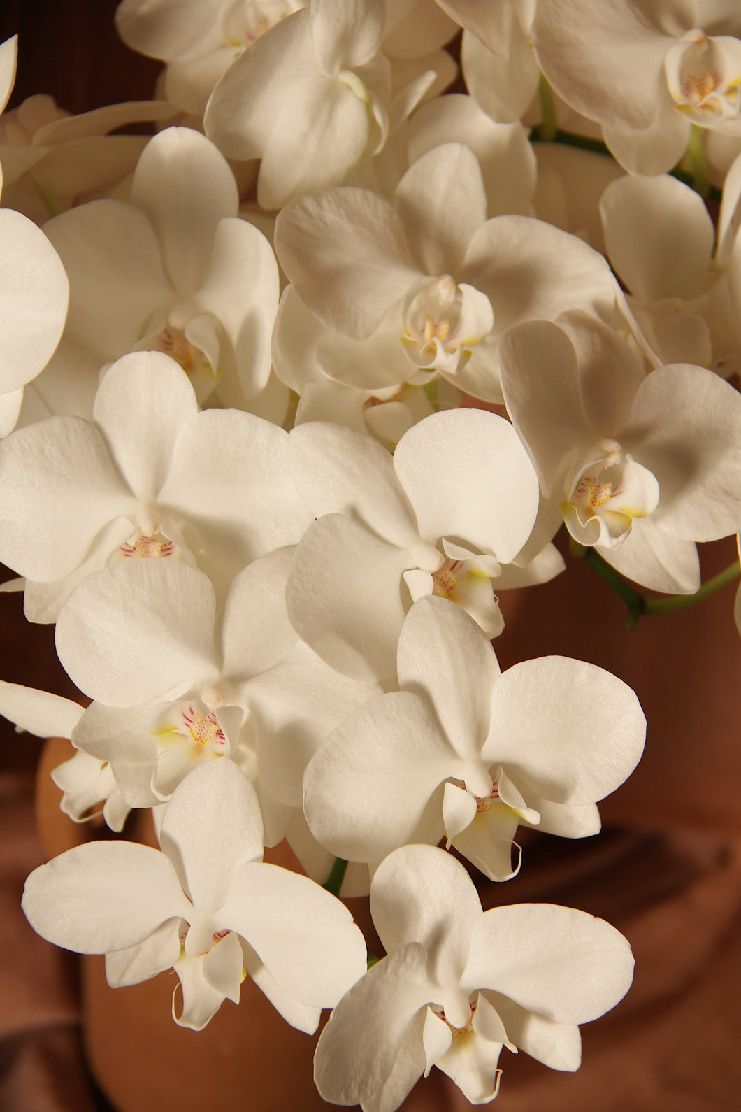 Mini white orchid stem