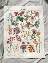 Load image into Gallery viewer, Botanical Chart

