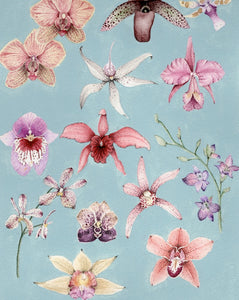 Orchid Chart